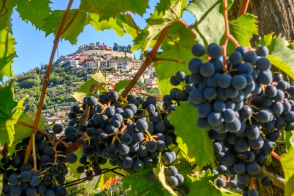 Teran Wine & Walk 1(2).jpg