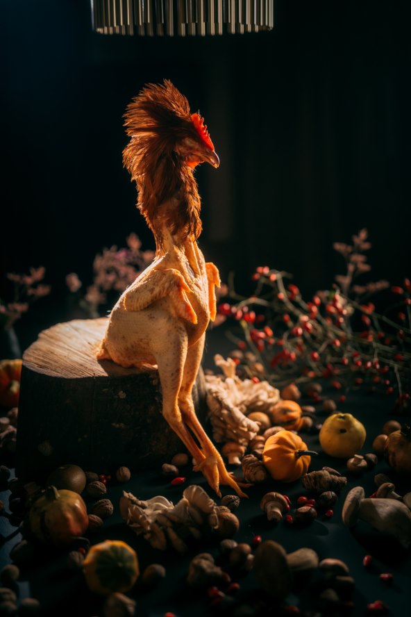 Noel Forest Stroll-PIJETAO.jpg