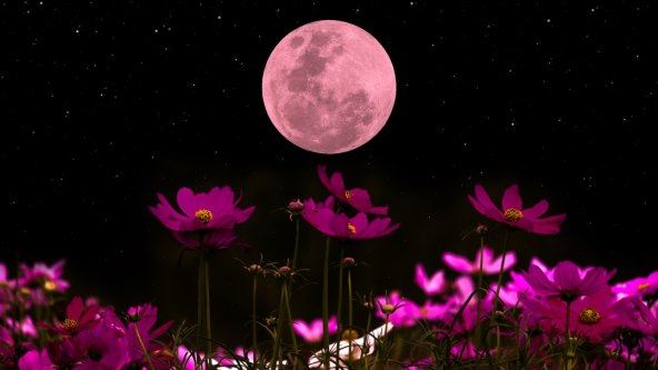 Ružičasti Mjesec