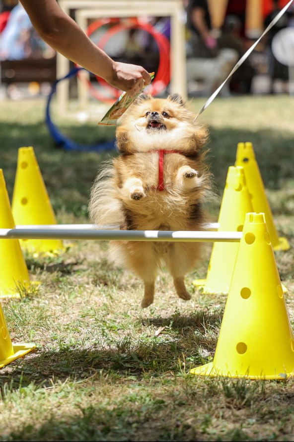 Festival pasa svih rasa (6).jpg