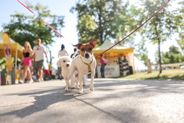 Festival pasa svih rasa (7).jpg