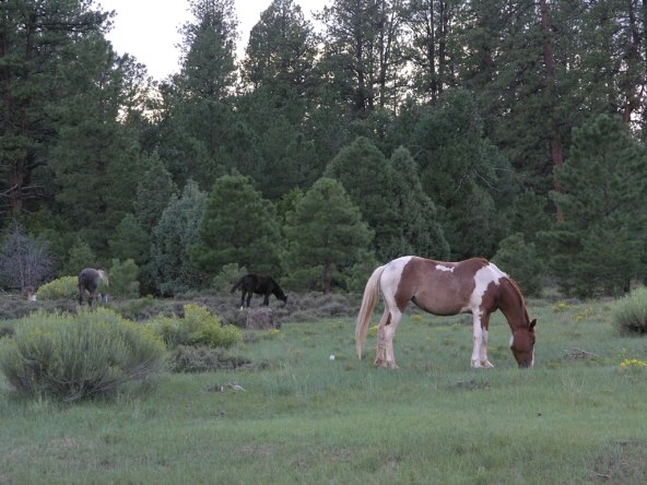 Navajo pleme - život između prirode i jednostavnosti