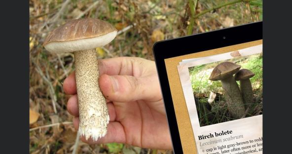 The Mushroom Book