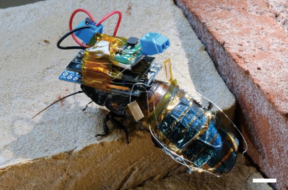 Kiborg žohari robot roboti (2).jpg
