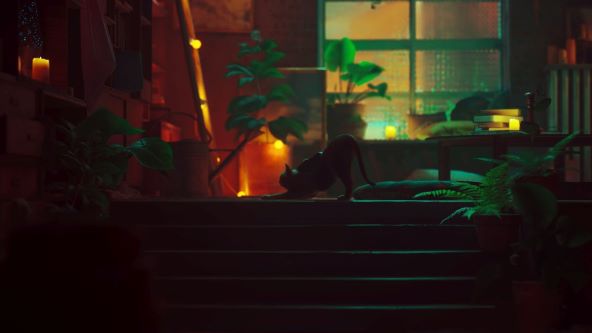 Stray.jpg