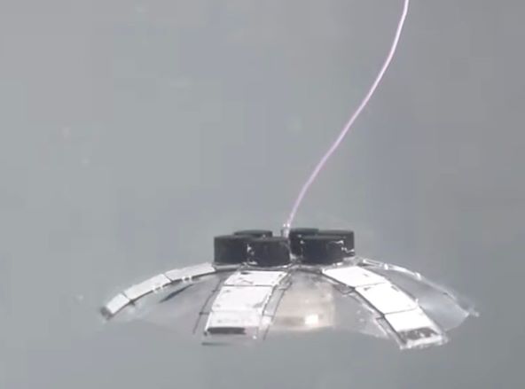 Jellyfish-Bot (2).jpg