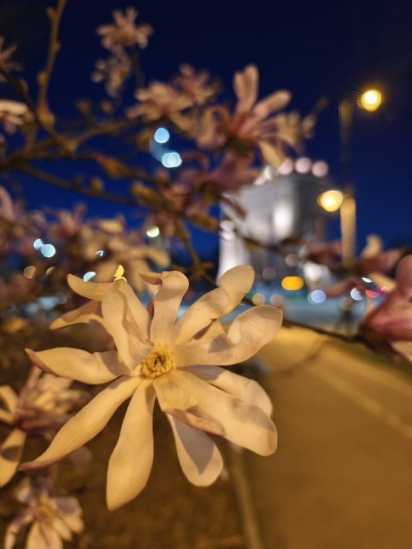 Vivo X90 Pro_.jpeg