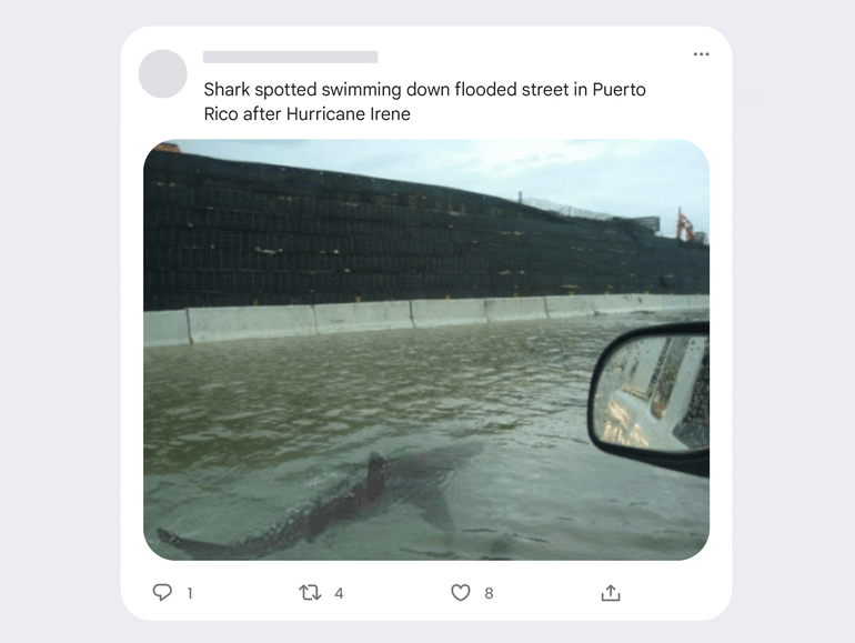 FCE_image_shark1.gif
