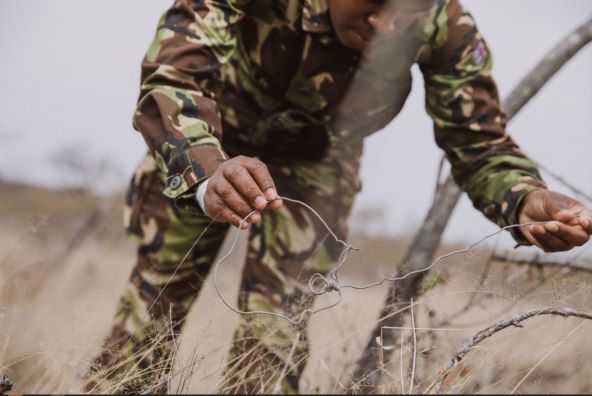 WILDLIFE WATCH: Provjerite što upravo u Africi sada radi slon