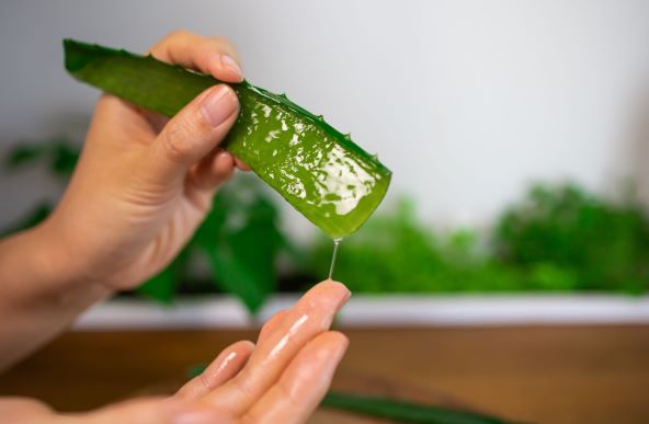Aloe Vera.jpg