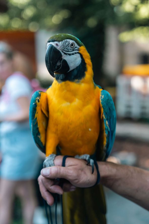 Pablo