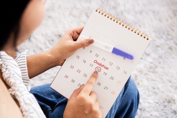 menstruacija i plodnost