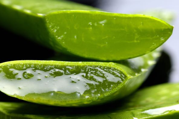 aloe vera u trudnoći