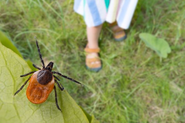 Kako izvaditi krpelja i dvije bolesti koje uzrokuju
