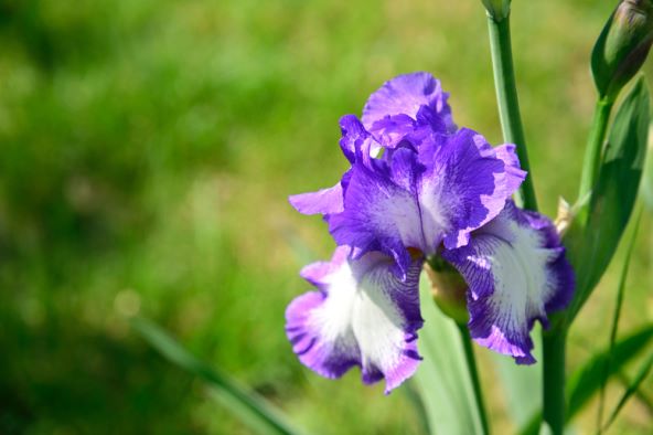 Značenje imena Iris