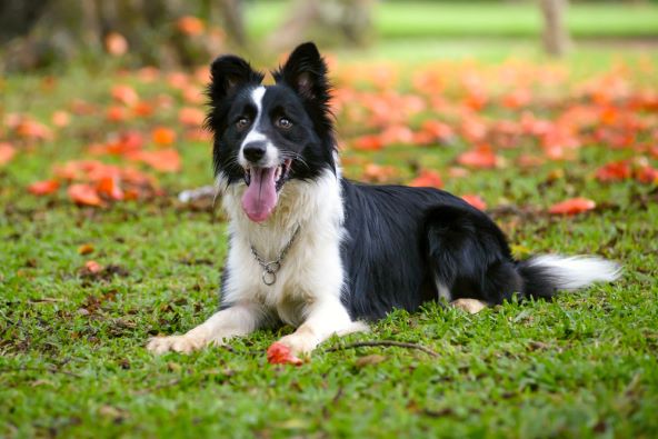 Veterinarka otkrila kojih 5 pasmina pasa nikad ne bi posjedovala