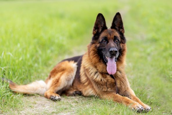 Veterinarka otkrila kojih 5 pasmina pasa nikad ne bi posjedovala