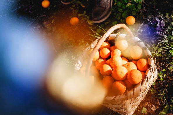 Doživite miris novog limited-edition parfema Acqua di Parma Arancia La Spugnatura