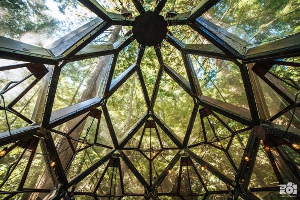 Pinecone Treehouse Airbnb kućica na drvetu