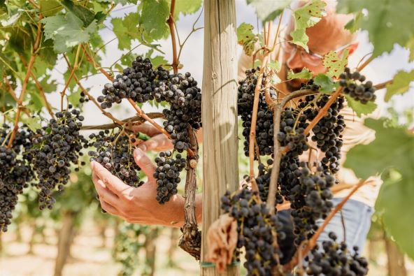 Vinarija Meneghetti savršeno mjesto za luksuzni jesenski izlet