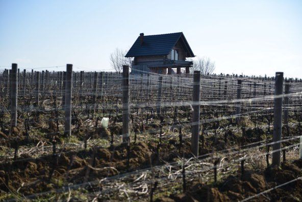 Najvažniji dan u vinarskoj godini
