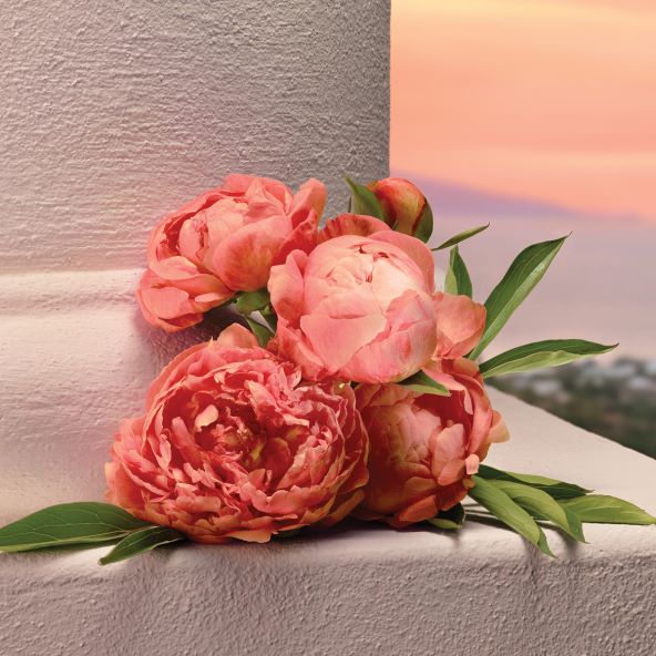DG_FF_25_PEONY_MY_DEVOTION_EDPI_100ML_8056669927136_JPG_1_1_300DPI.jpg