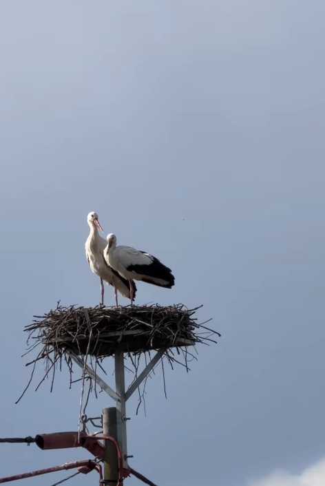 Snimka zaslona 2026-03-12 180339.png