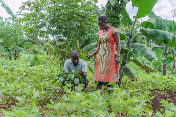 ICP_Coffee Farming Uganda_Couple_2.jpg