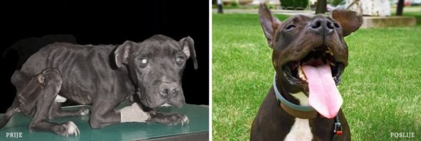 Budite odgovorni vlasnik jer njihova sreća ovisi o vama