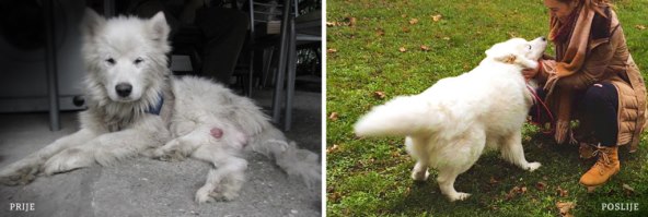 Budite odgovorni vlasnik jer njihova sreća ovisi o vama