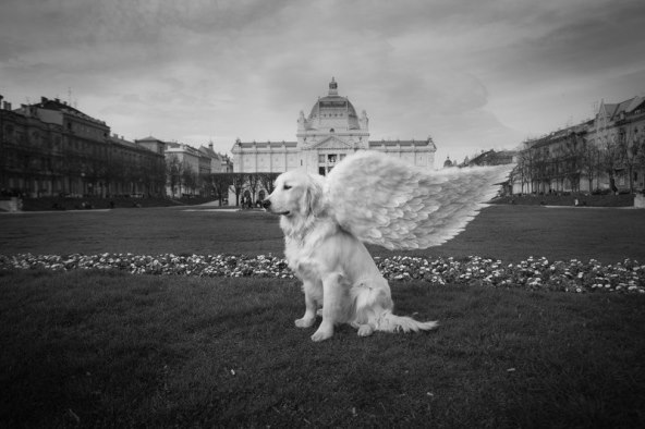'Psi anđeli', izložba posvećena čovjekovom najboljem prijatelju