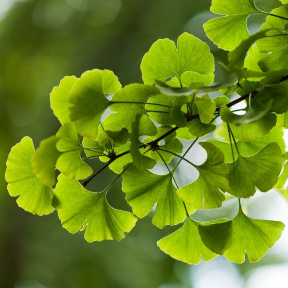 Nova prirodna metoda, koja pomaže ženama u oslobađanju od šumova u ušima