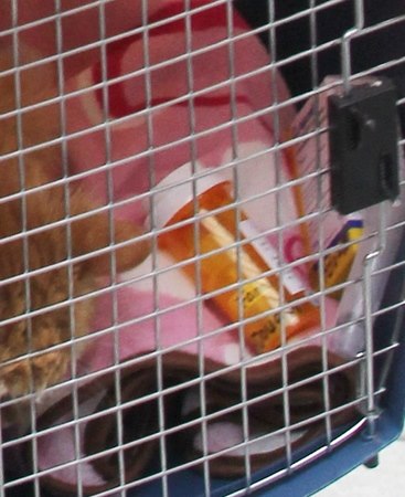 Halle Berry: Briga zbog mace