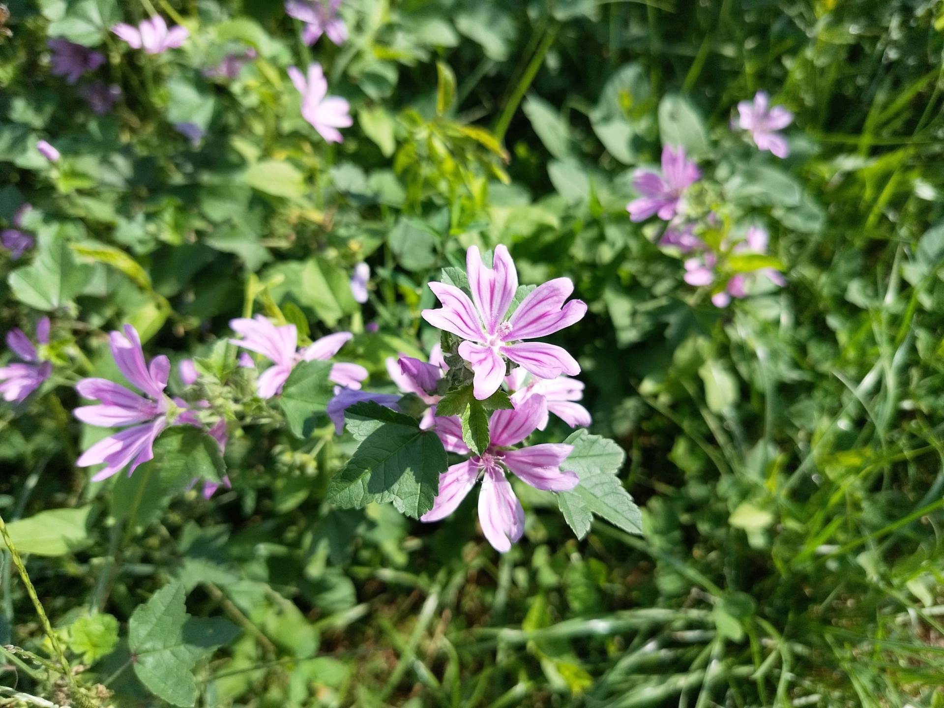 Fotografirano s Telemach 5G Pro 2 (7).jpg