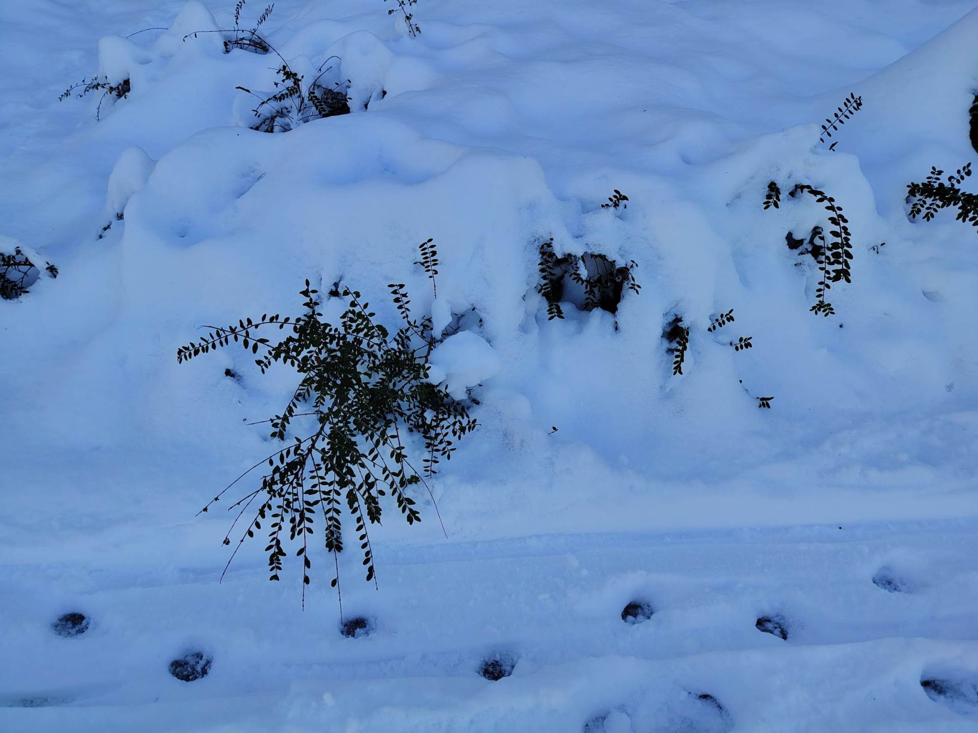 Fotografirano s Honor Magic8 Lite (10).jpg