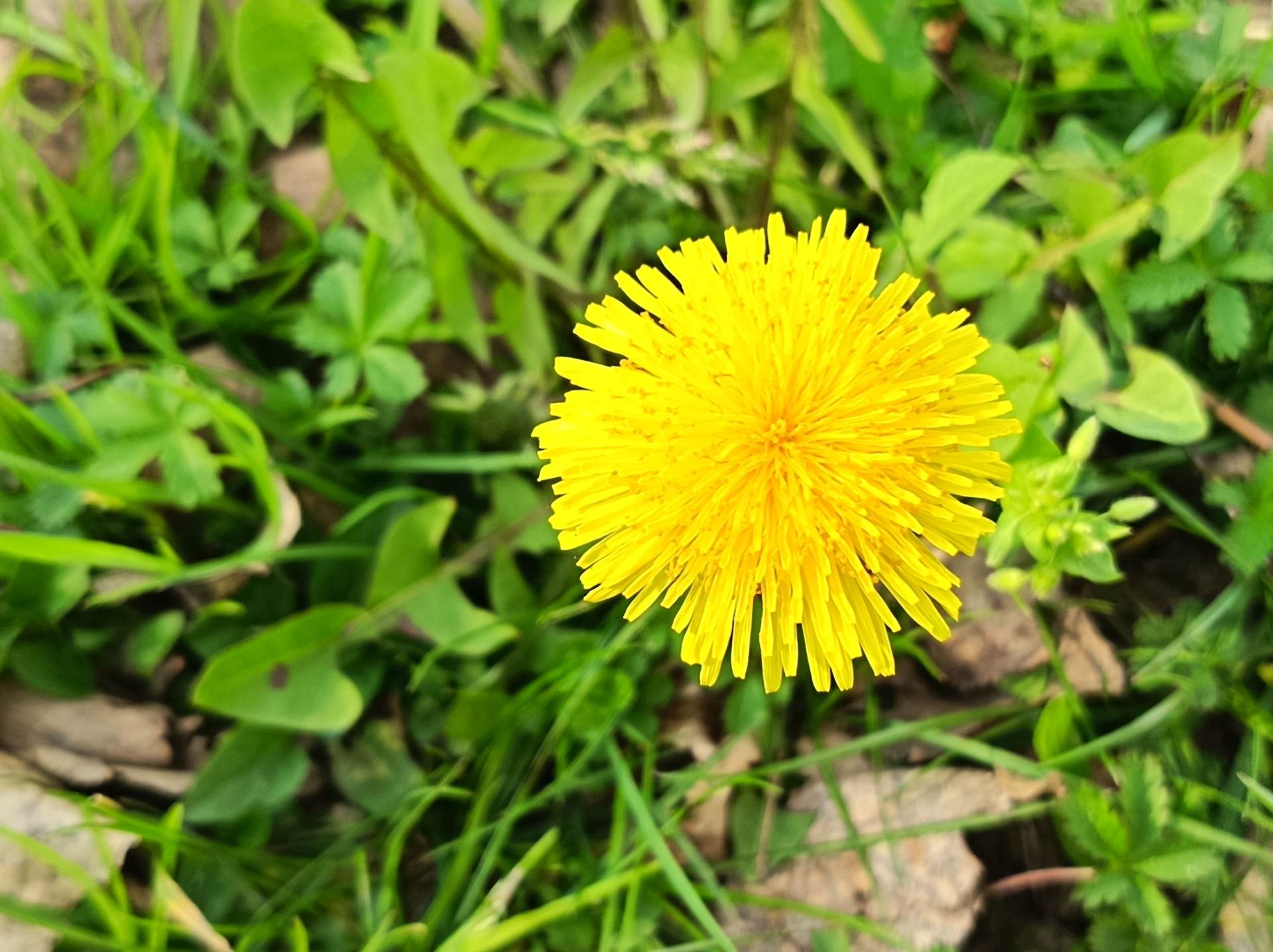 Fotografirano s Honor 600 Lite (2).jpg