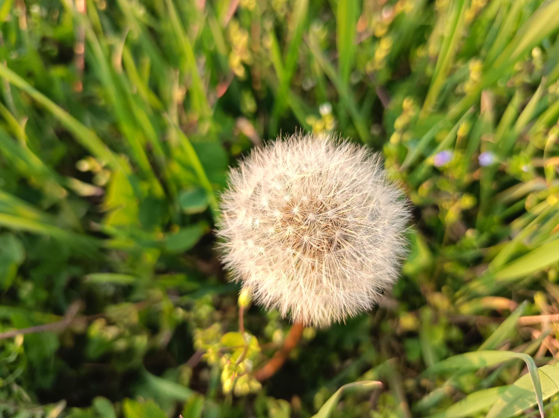 Fotografirano s Honor 600 Lite (3).jpg