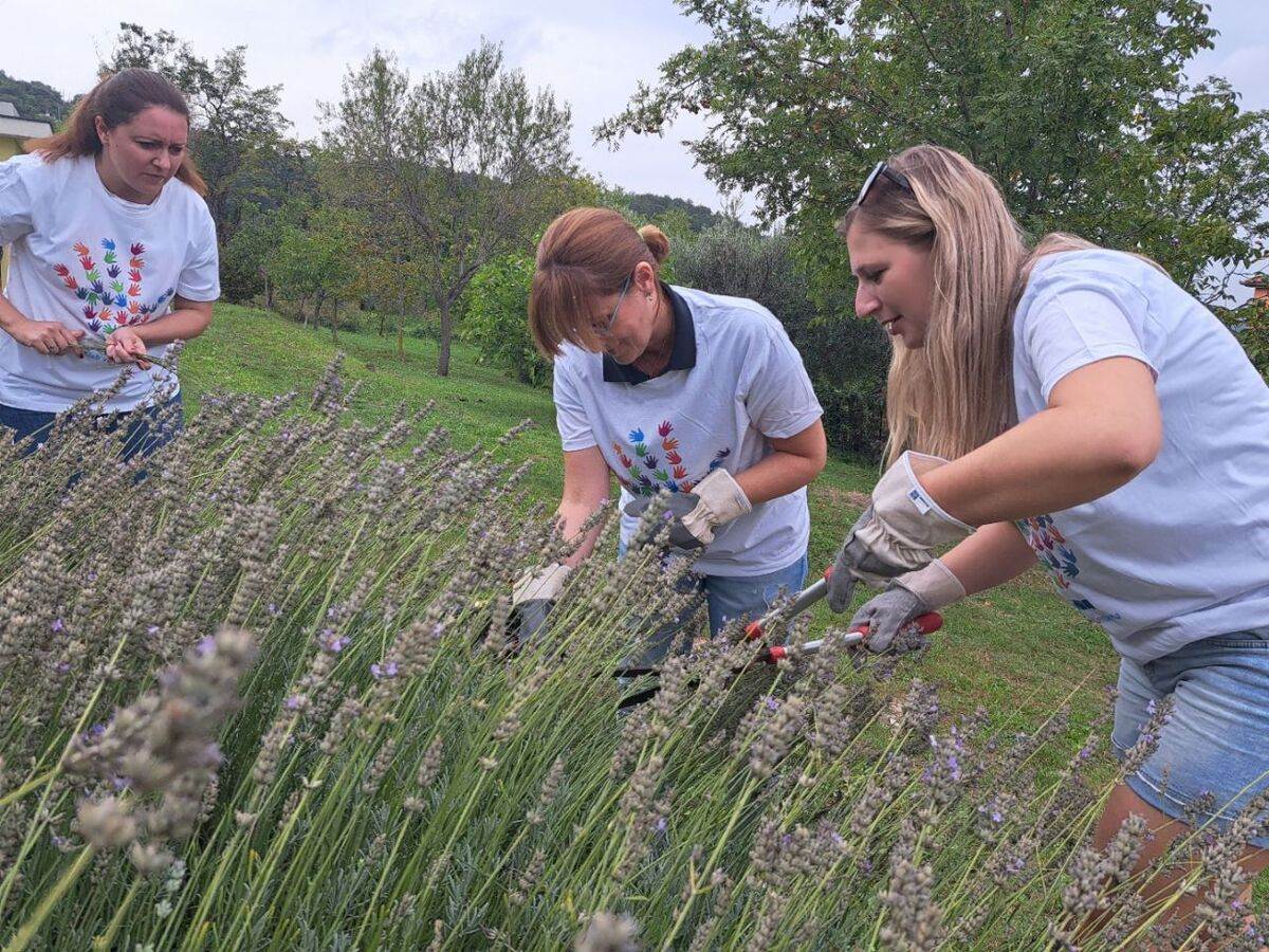 Pcele su bitne_Zeleni pojas.jpg
