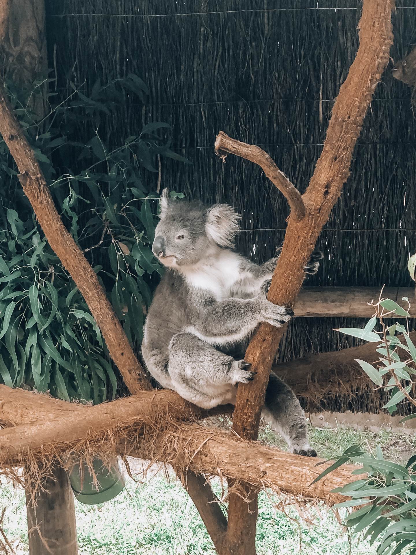 Blogerica o požarima u Australiji: 'Prizor u skloništima nije nimalo lijep'