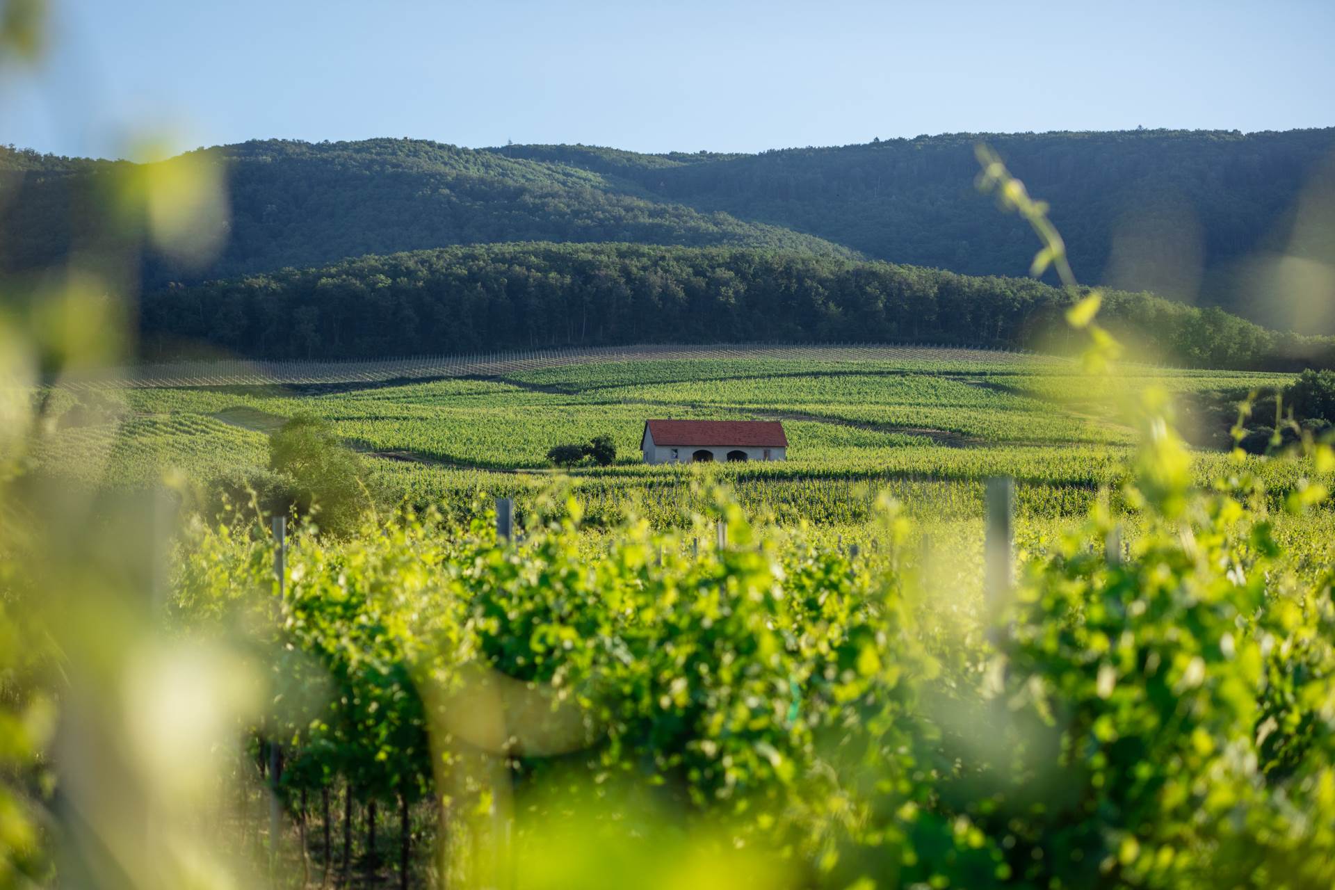 Vino koje je oduševilo znalce - de Gotho Graševina Platinum na Decanteru