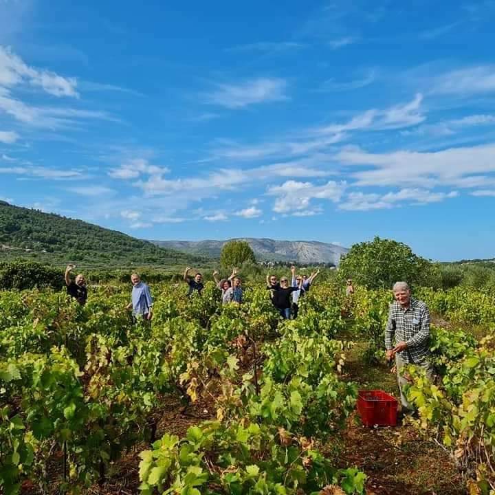 Berba u vinogradu Jovanina Plenkovića