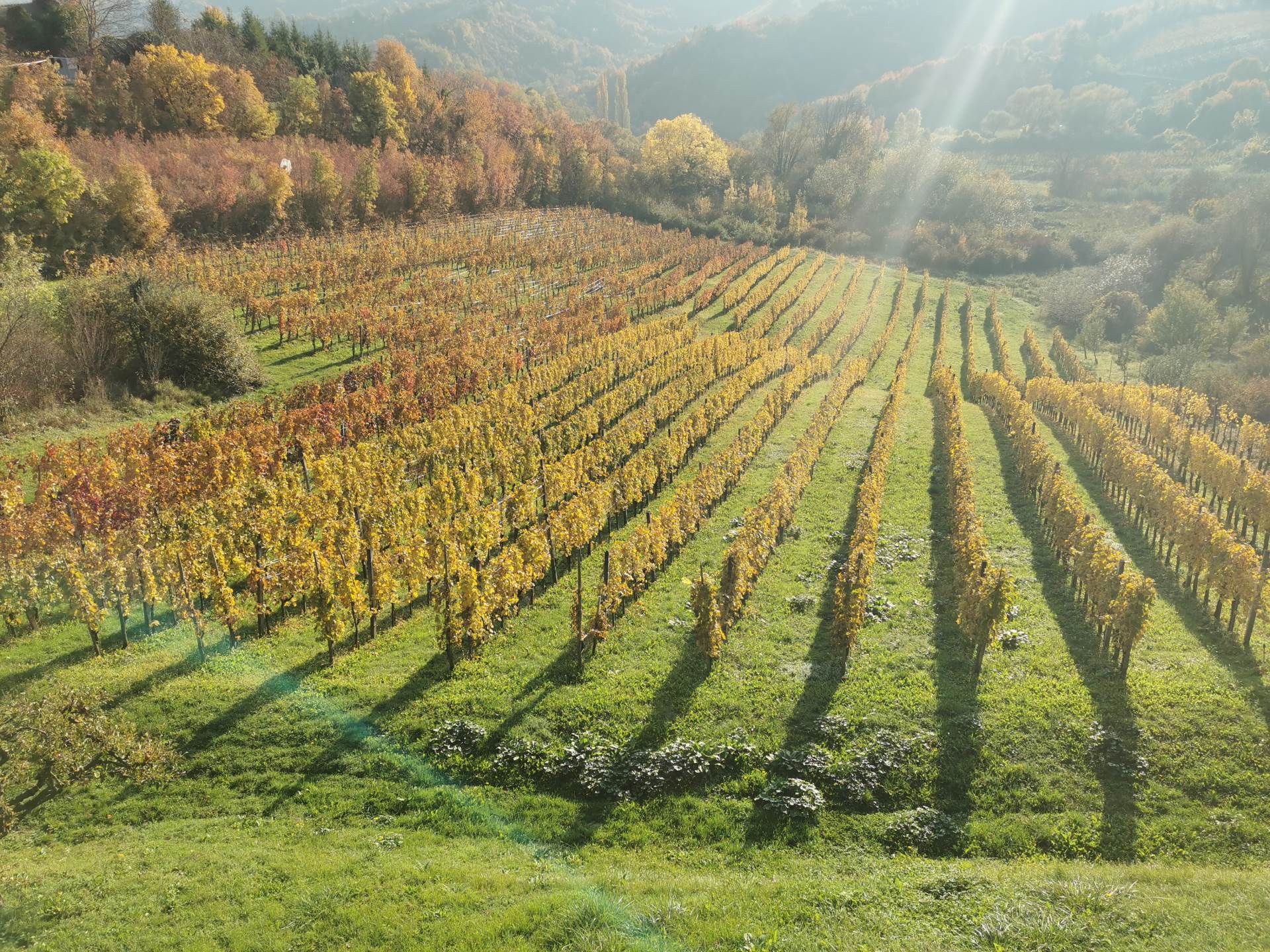 U plešivičkoj vinariji Jagunić napunili smo 1800 boca jantarnih vina