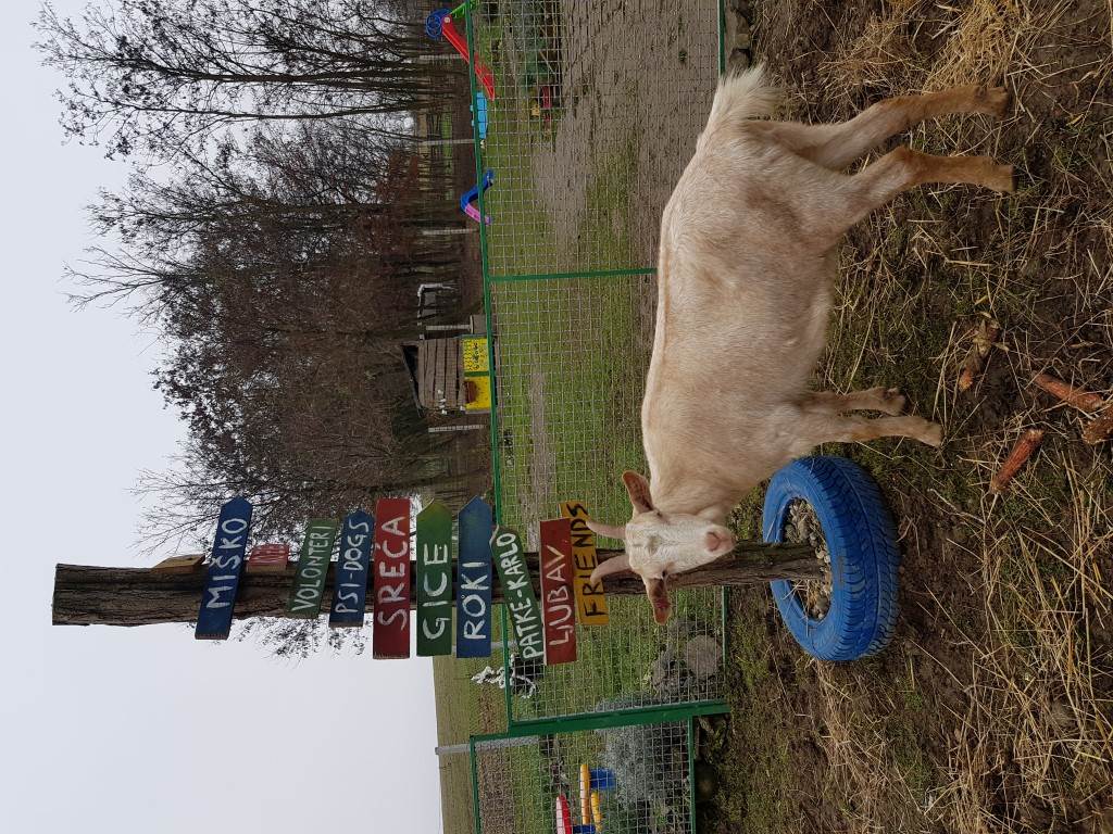 Šapa spasa treba vašu pomoć