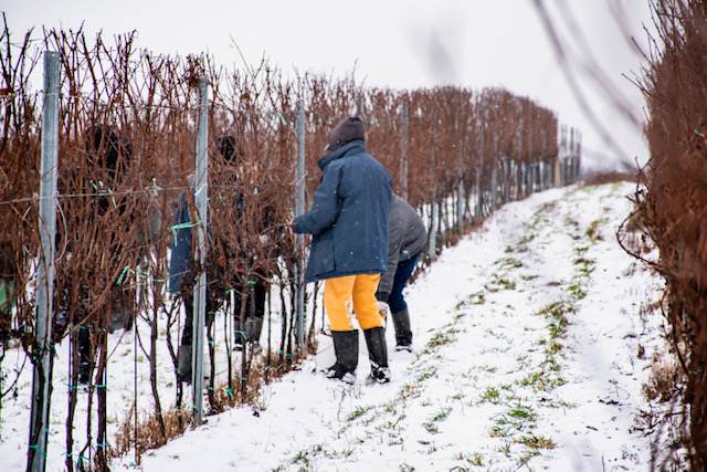 LEDENE BERBE Syrah su pobrale ptice, a traminac je ostao za nas