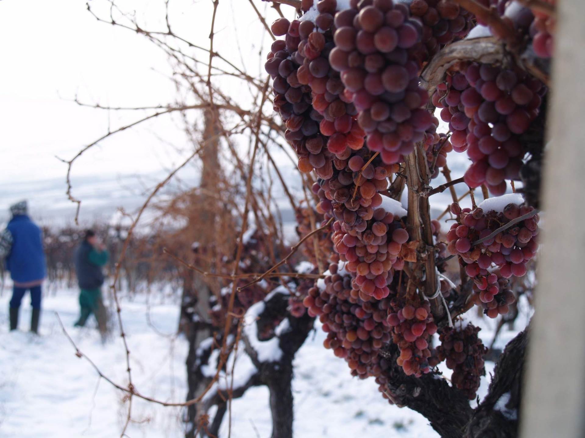 LEDENE BERBE Syrah su pobrale ptice, a traminac je ostao za nas