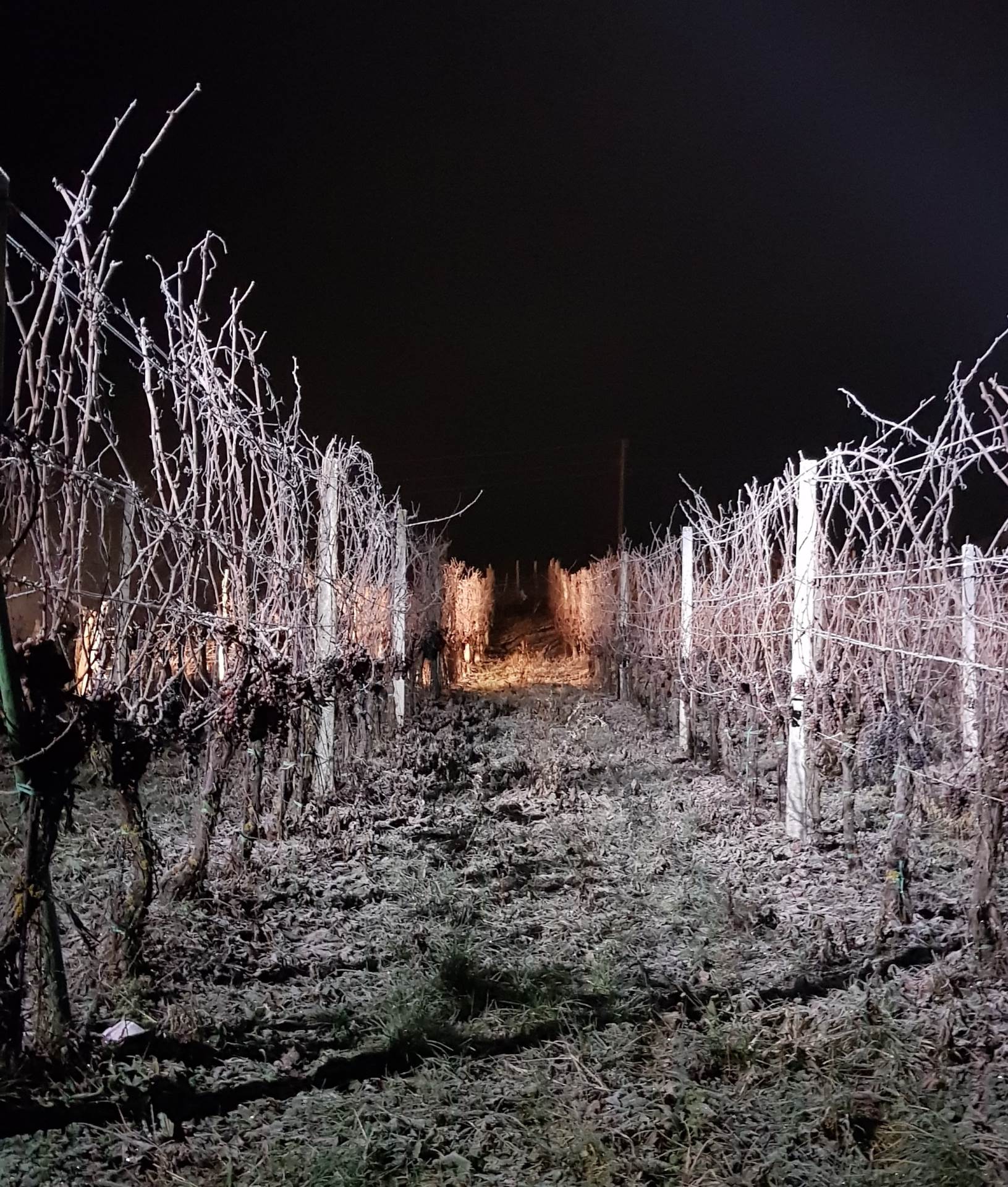 LEDENE BERBE Syrah su pobrale ptice, a traminac je ostao za nas