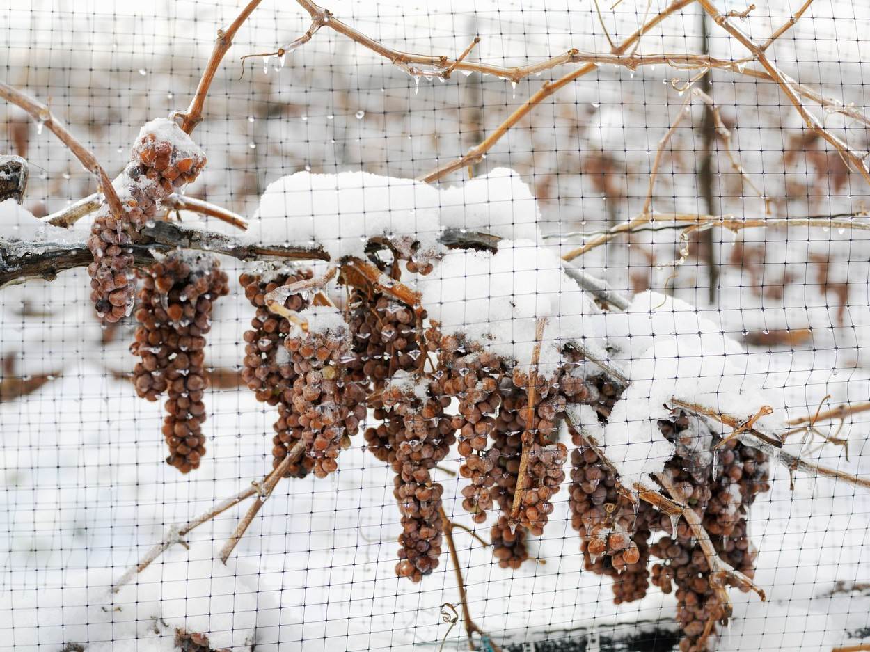 LEDENE BERBE Syrah su pobrale ptice, a traminac je ostao za nas