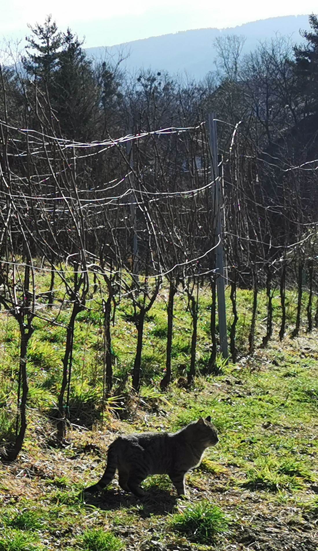 Nije Zagorje daleko od Dunava, Rajne i Loire