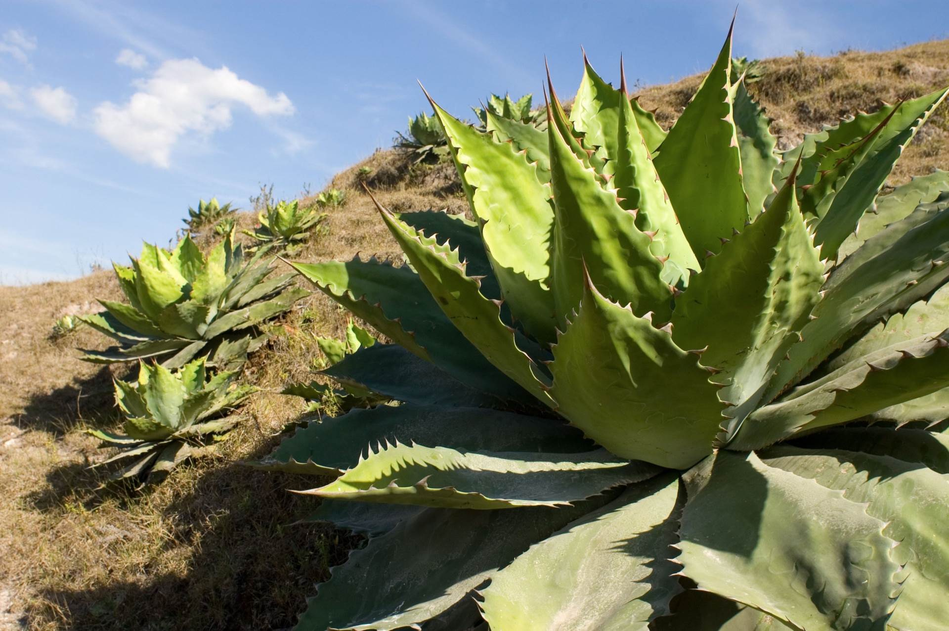 Mezcal se może napraviti od više od 30 sorti agave