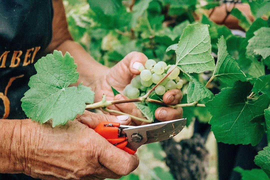 Festival pjenušaca i jagoda na Plešivici